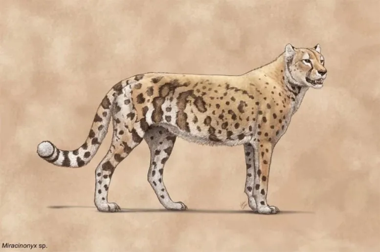 Artistic Reconstruction of Miracinonyx