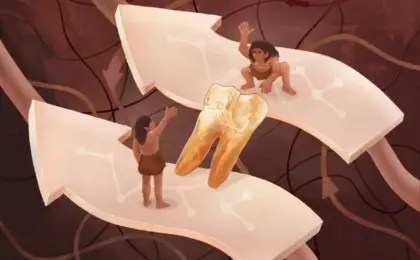 Изучение эмали зубов Homo erectus нашли связь с денисовцами