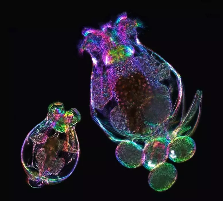 Female Brachionus manjavacas Rotifer and Offspring