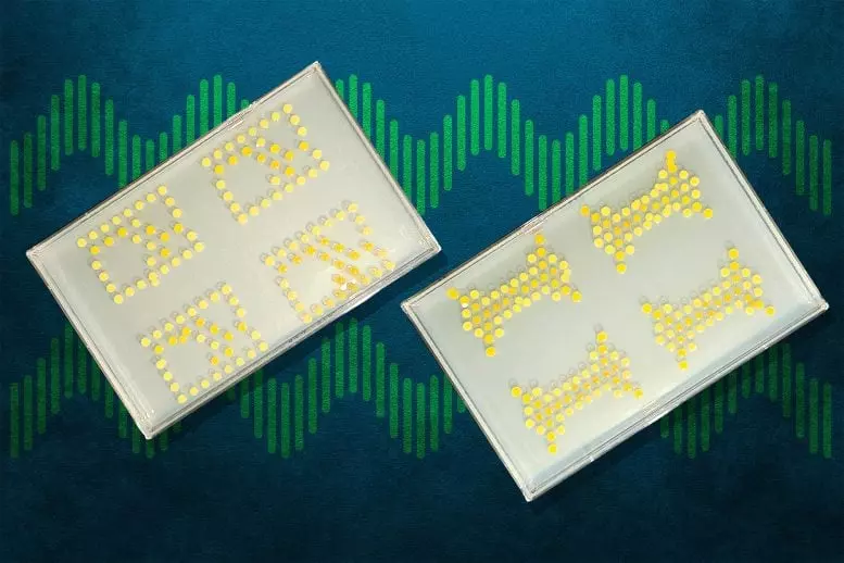 MIT Living Transistors