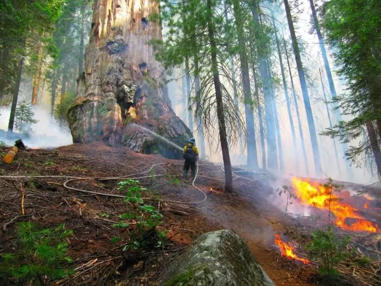 Prescribe Fire Giant Sequoia 2009