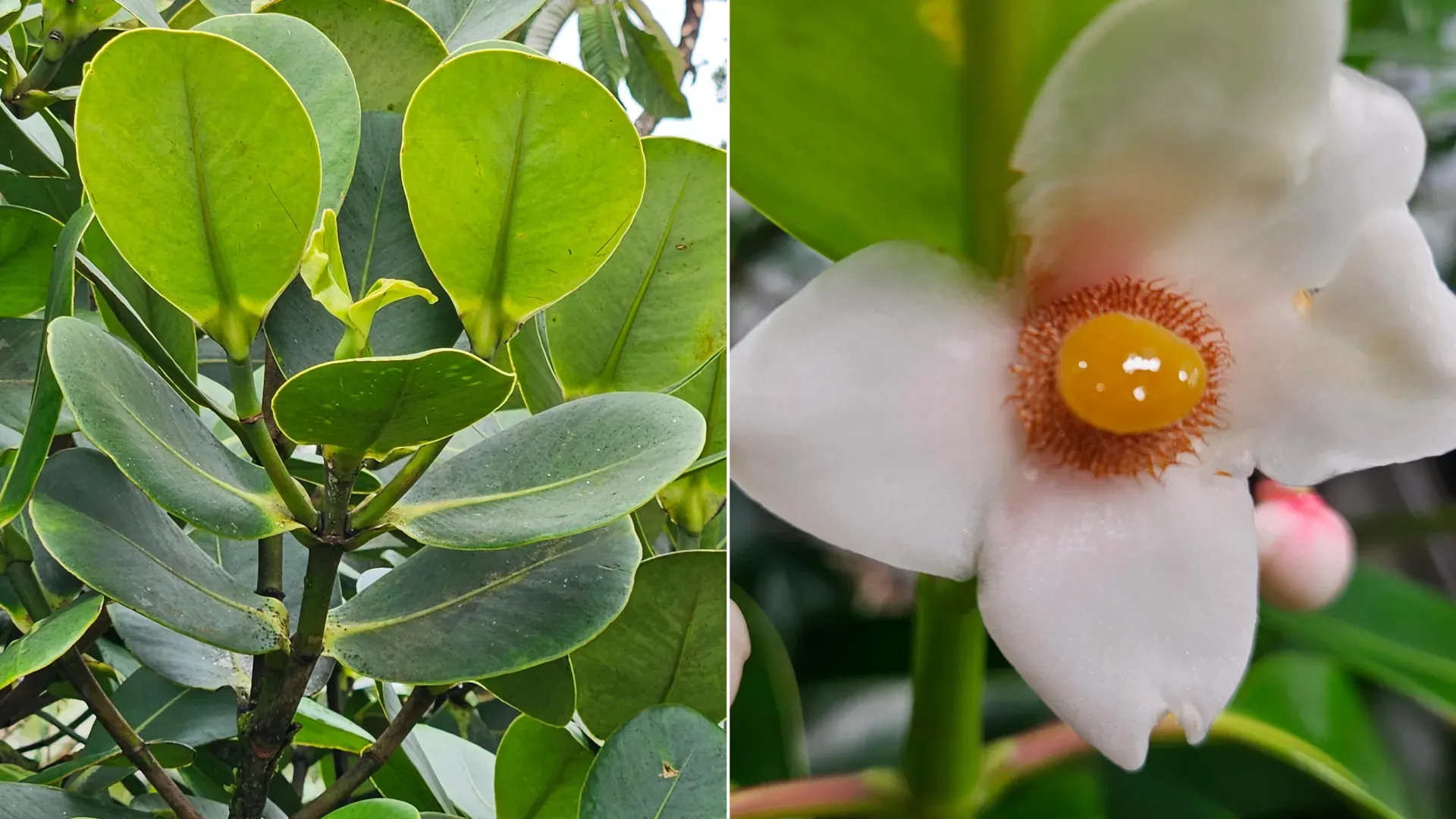 Clusia grandiflora
